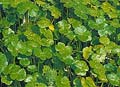 Four Leaf Pennywort