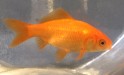 Standard Goldfish